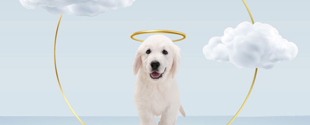 Bébé Chien