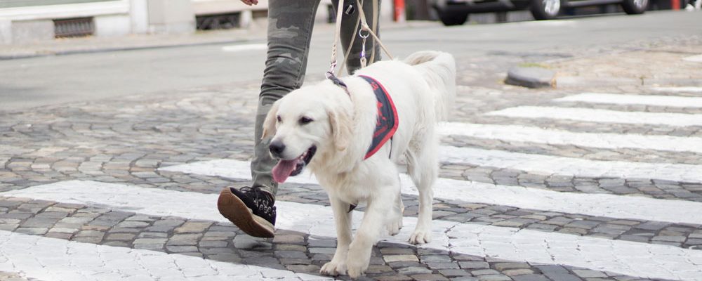 Chien Guide Avec Son Maitre Sur Un Passage Pour Pietons