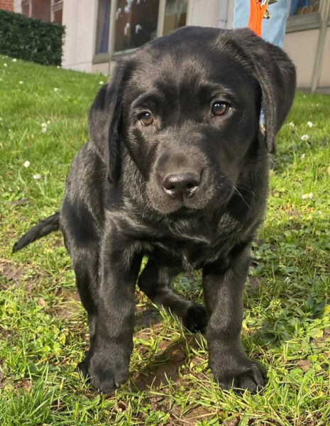 Isla