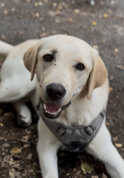 Pippa